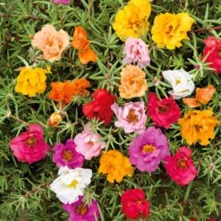 Moss Rose Seeds - Double Mix