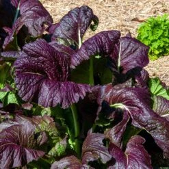 Red Giant Mustard Seeds: Easy-to-Grow Heirloom for Gourmet Salads