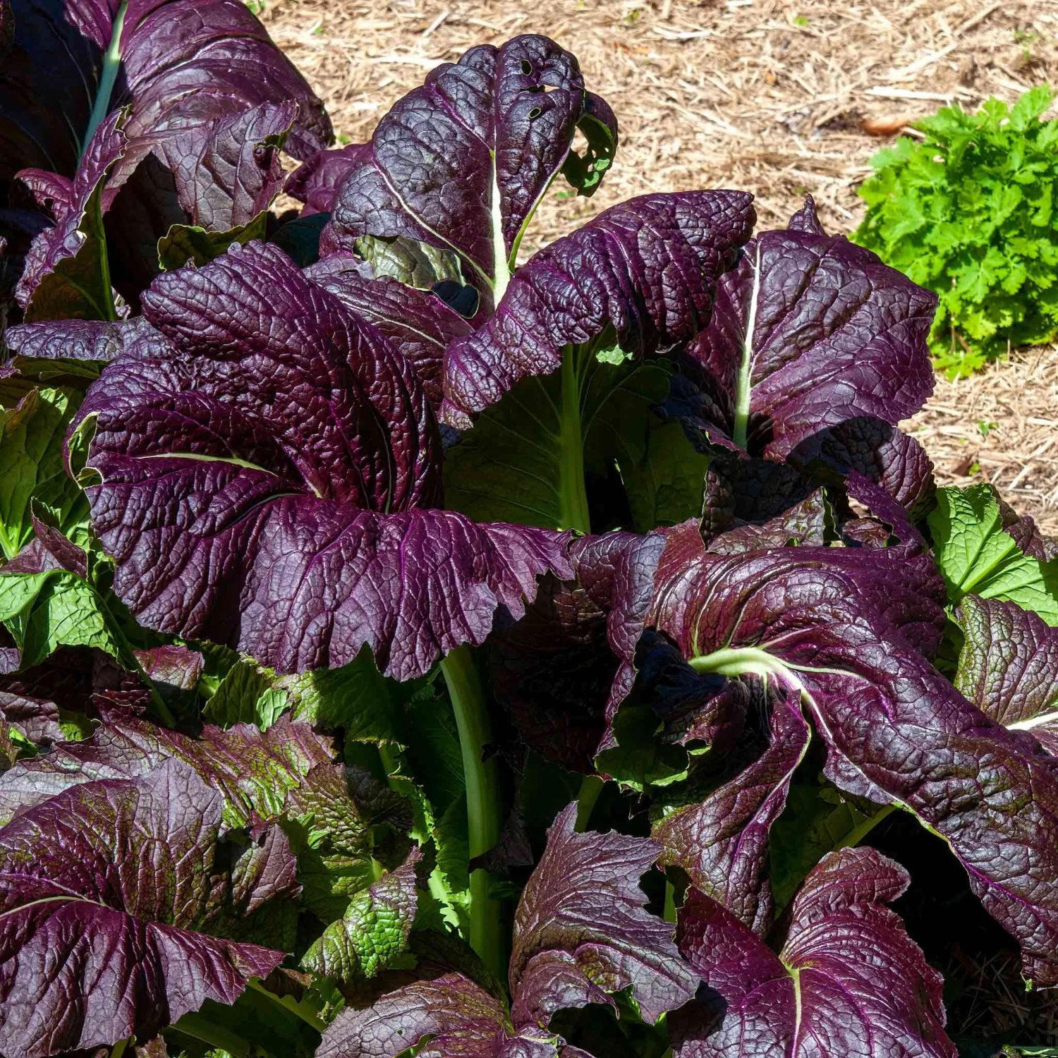 Red Giant Mustard Seeds: Easy-to-Grow Heirloom for Gourmet Salads 1 Red Giant Mustard Seeds: Easy-to-Grow Heirloom for Gourmet Salads