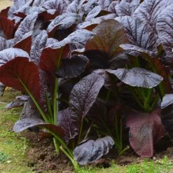 Red Giant Mustard Seeds: Easy-to-Grow Heirloom for Gourmet Salads 5 Red Giant Mustard Seeds: Easy-to-Grow Heirloom for Gourmet Salads -Eden Brothers Shop mustard red giant shk 3