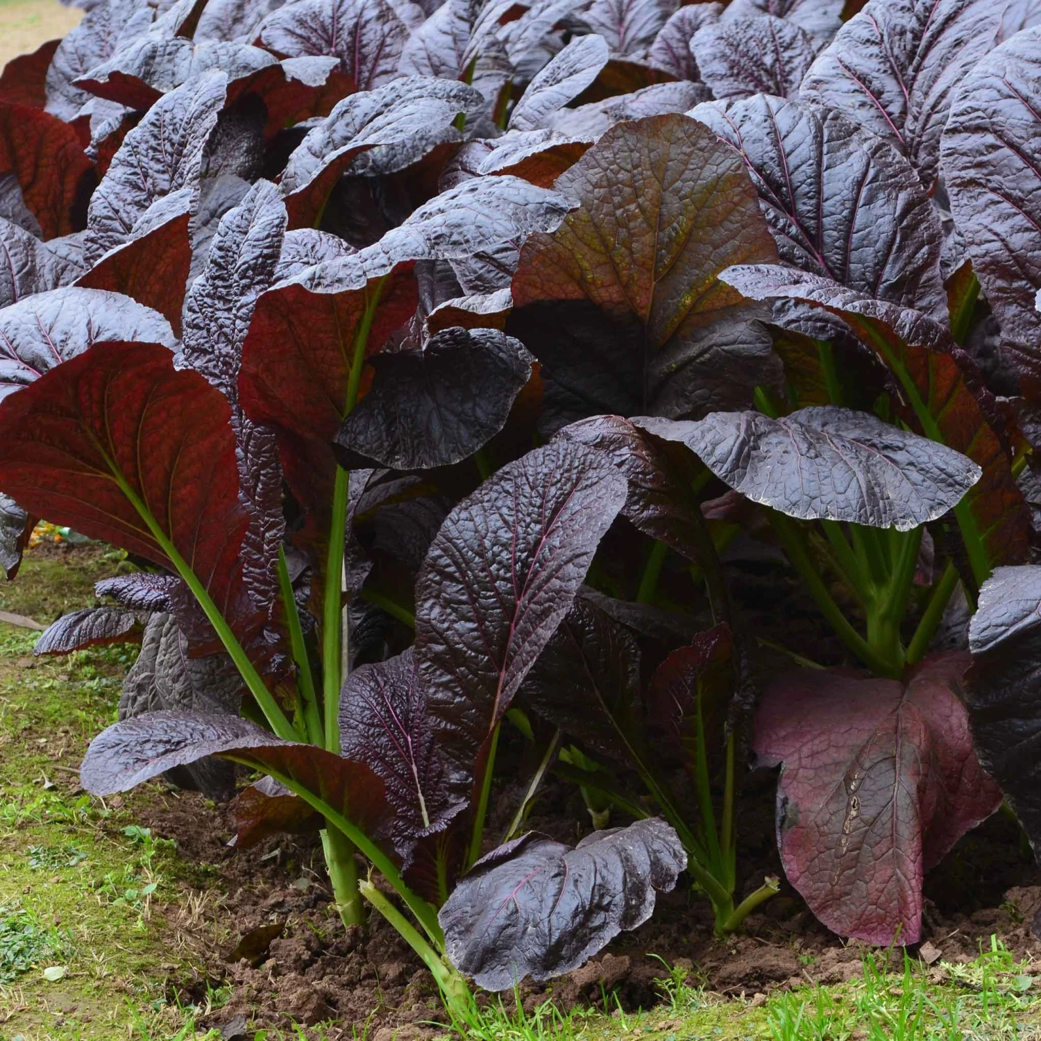Red Giant Mustard Seeds: Easy-to-Grow Heirloom for Gourmet Salads 3 Red Giant Mustard Seeds: Easy-to-Grow Heirloom for Gourmet Salads - Image 3