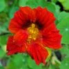 Nasturtium Seeds - Mahogany Gleam