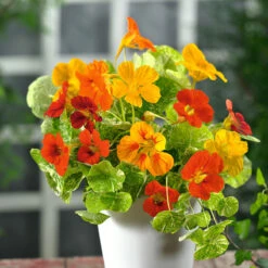 Nasturtium Seeds - Alaska Mix -Eden Brothers Shop nasturtium alaska mix noa 3 5195ae68 2656 4ca3 a864 ce22ab82bb1d
