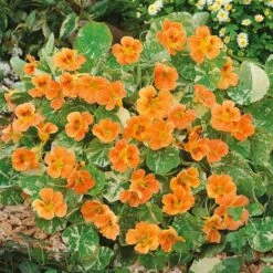 Alaska Salmon Nasturtium Seeds: Compact Variegated Edible Flower