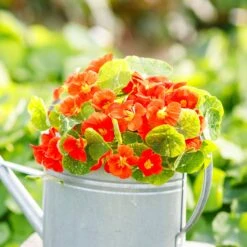 Nasturtium Seeds - Alaska Scarlet -Eden Brothers Shop nasturtium alaska scarlet mac 3 37f5f6f4 2745 4c32 b8f5 be274b929230