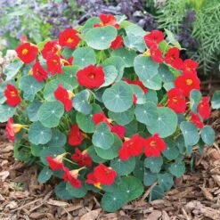 Nasturtium Seeds - Baby Red