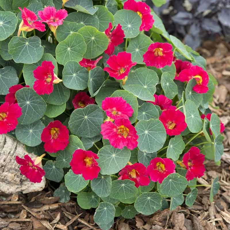 Nasturtium Seeds - Baby Rose 1 Nasturtium Seeds - Baby Rose