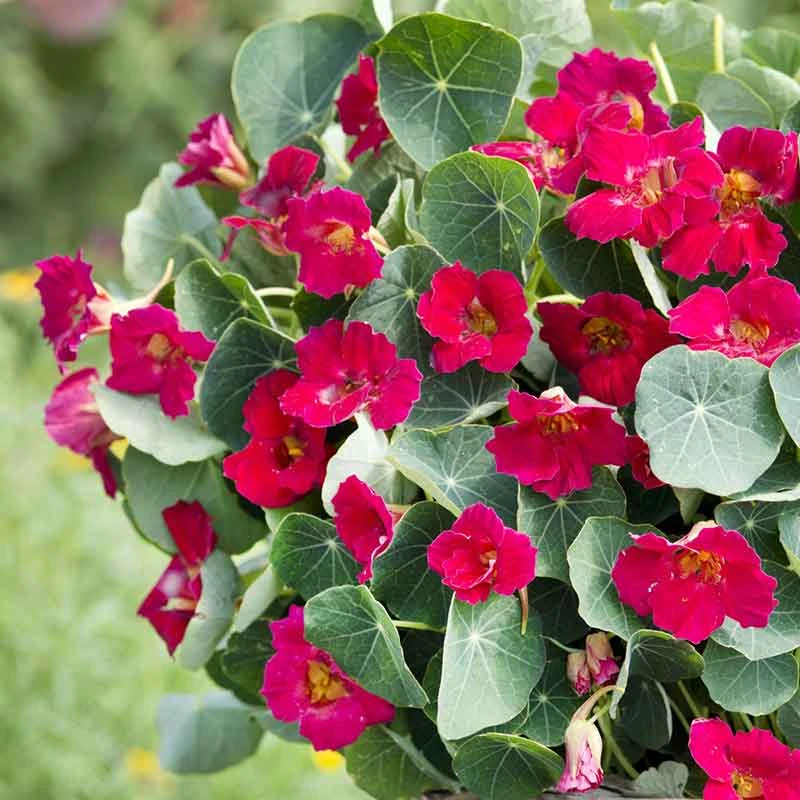 Nasturtium Seeds - Baby Rose 2 Nasturtium Seeds - Baby Rose - Image 2