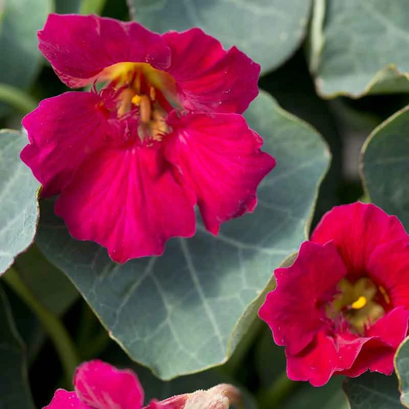 Nasturtium Seeds - Baby Rose 3 Nasturtium Seeds - Baby Rose - Image 3