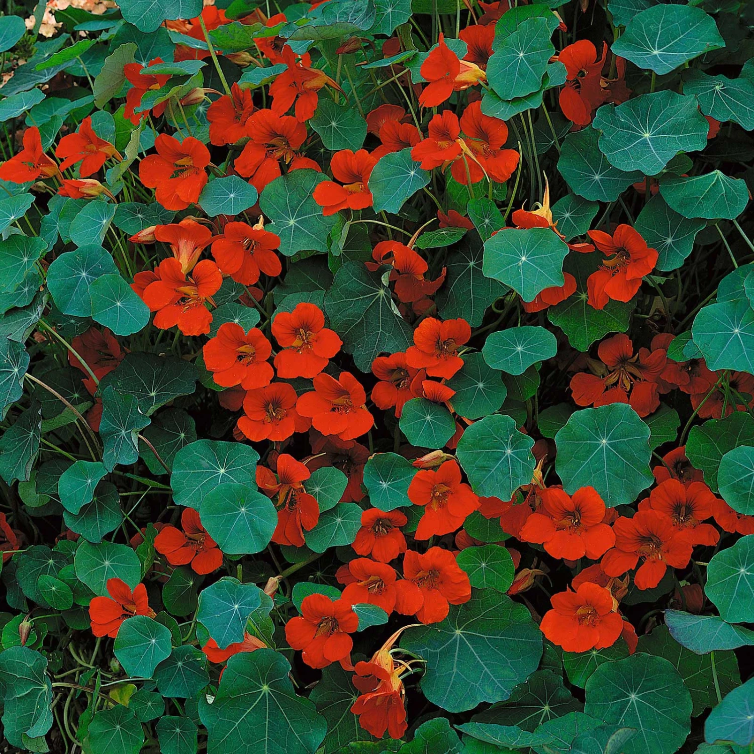 Nasturtium Seeds (Dwarf) - Empress Of India 1 Nasturtium Seeds (Dwarf) - Empress Of India