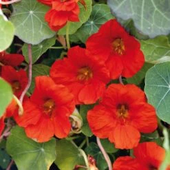 Nasturtium Seeds - Indian Chief