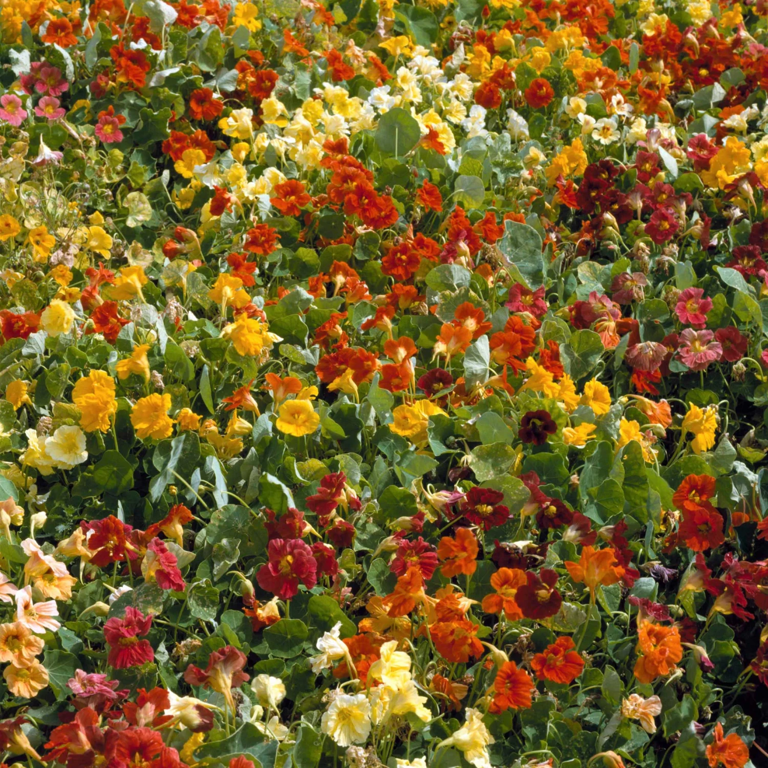 Nasturtium Seeds (Dwarf) - Jewel Mix 2 Nasturtium Seeds (Dwarf) - Jewel Mix - Image 2