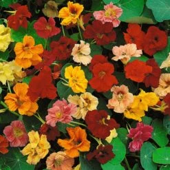 Nasturtium Seeds (Dwarf) - Jewel Mix