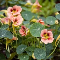 Nasturtium Seeds - Ladybird Rose