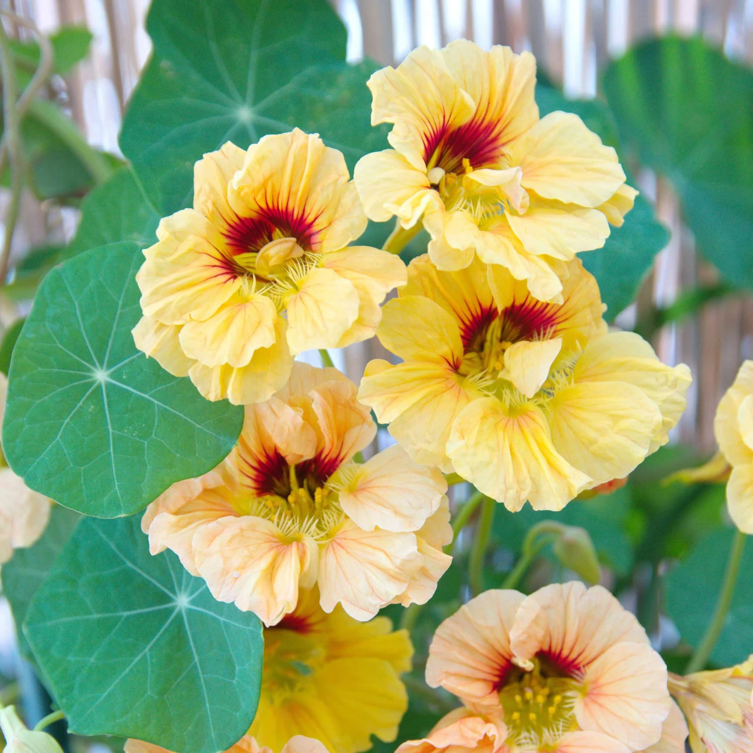 Nasturtium Seeds (Dwarf) - Peach Melba 2 Nasturtium Seeds (Dwarf) - Peach Melba - Image 2