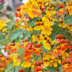 Phoenix Nasturtium Seeds: Rare Heirloom Flower for Hanging Baskets & Borders