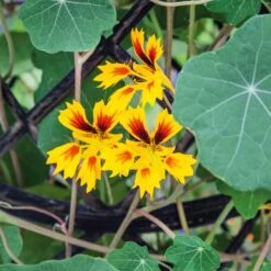 Phoenix Nasturtium Seeds: Rare Heirloom Flower for Hanging Baskets & Borders -Eden Brothers Shop nasturtium phoenix noa 3