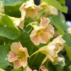 Nasturtium Seeds - Tip Top Pink Blush