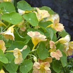 Nasturtium Seeds - Tip Top Pink Blush -Eden Brothers Shop nasturtium tip top pink blush tai 3