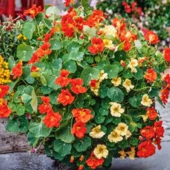 Nasturtium Seeds (Dwarf) - Tom Thumb Mix