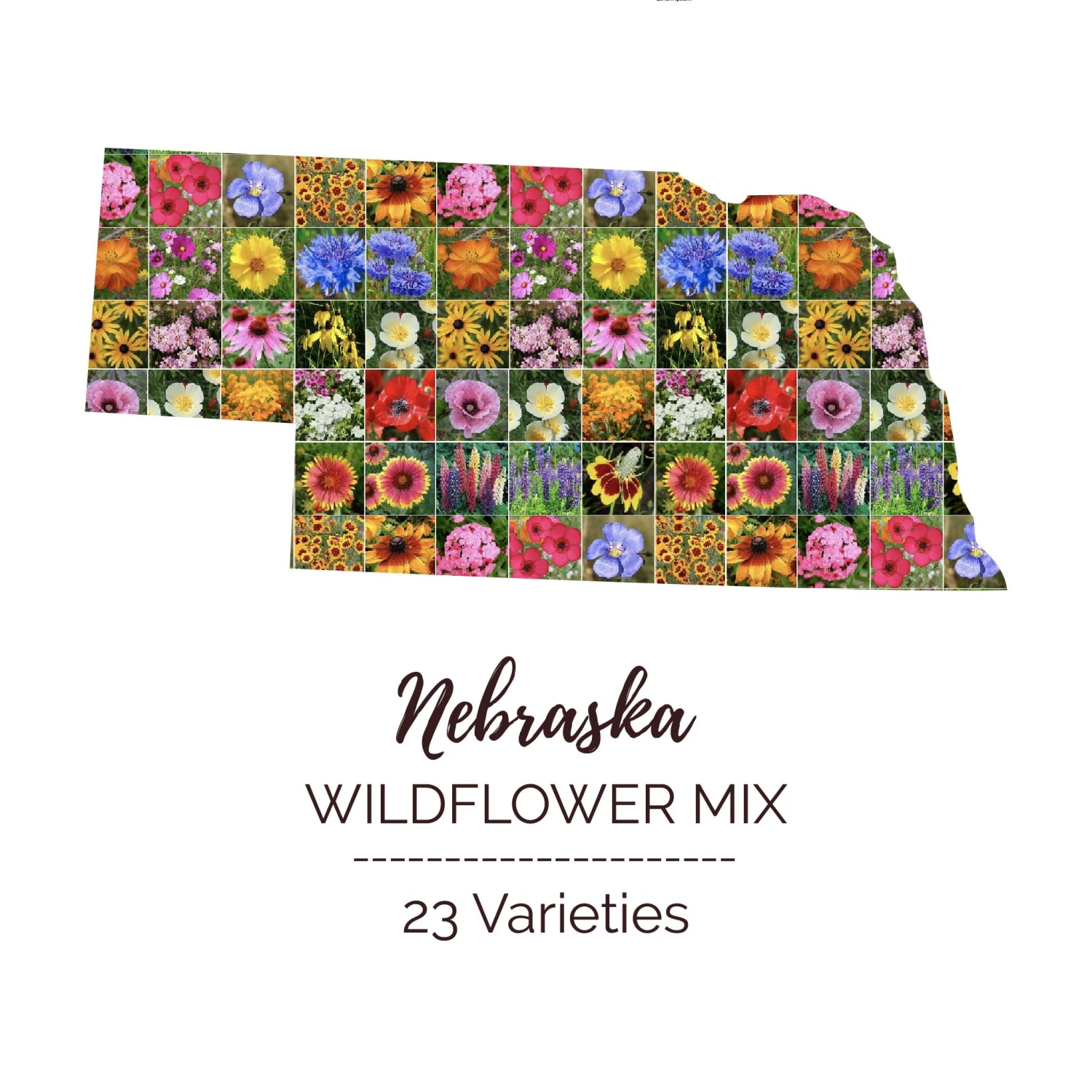 Nebraska Wildflower Seed Mix - 23 Vibrant Hardy Varieties 1 Nebraska Wildflower Seed Mix - 23 Vibrant Hardy Varieties