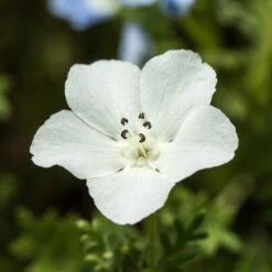 Nemophila Seeds - Snow White