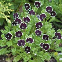 Nemophila Seeds - Penny Black