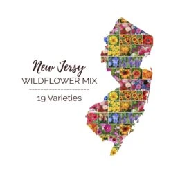 Premium New Jersey Wildflower Seed Mix for Year-Round Meadow Blooms