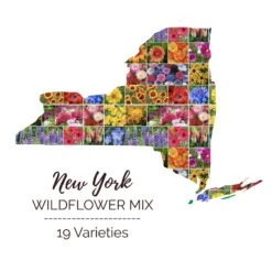 New York Wildflower Seed Mix - Premium Native & Naturalized Blend