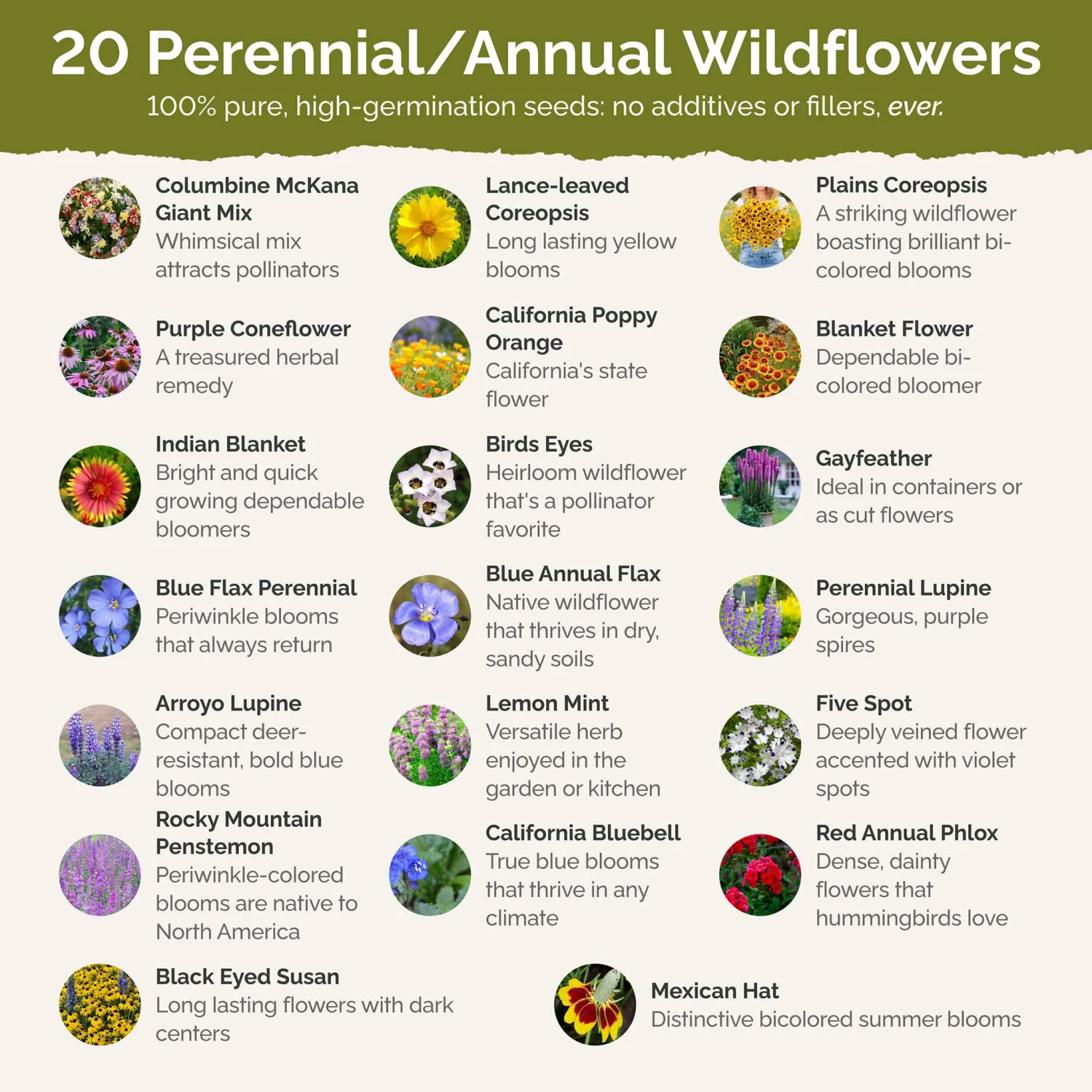 Native Wildflower Seed Mix - 20 North American Species for All Regions 3 Native Wildflower Seed Mix - 20 North American Species for All Regions - Image 3