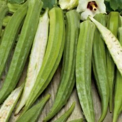 Heirloom Cow Horn Okra Seeds - High-Yield Non-GMO Vegetable Seeds