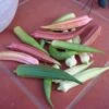 Rainbow Okra Seeds - Colorful Heirloom Vegetable Seed Mix
