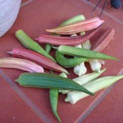 Rainbow Okra Seeds - Colorful Heirloom Vegetable Seed Mix