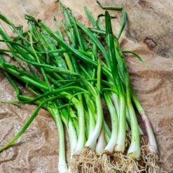 Heirloom Heshiko Bunching Onion Seeds - Hardy Japanese Scallion for Year-Round Harvest