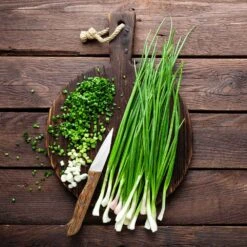 Parade Bunching Onion Seeds: Premium Non-Bulbing Scallion Seeds