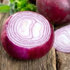 Red Burgundy Onion Seeds: Mild & Sweet Short Day Heirloom Variety