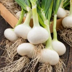 Southport White Globe Heirloom Onion Seeds - Long Day Vegetable Garden Seeds