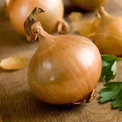 Onion Seeds (Short Day) - Texas Early Grano