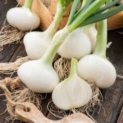 Onion Seeds (Short Day) - White Grano