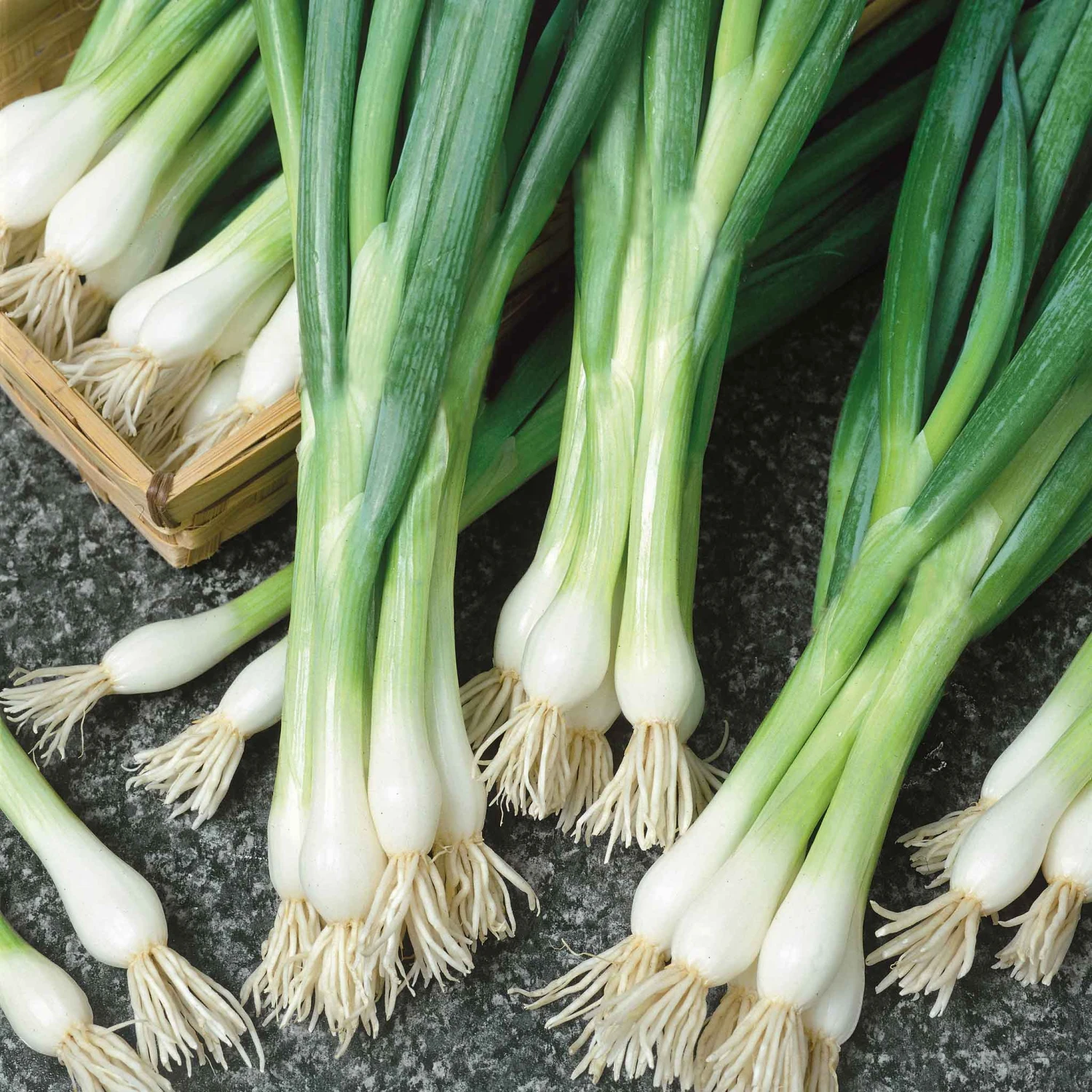 Onion Seeds (Bunching) - White Lisbon 2 Onion Seeds (Bunching) - White Lisbon - Image 2