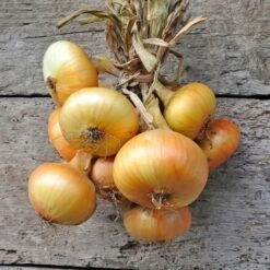 Onion Seeds (Short Day) - Yellow Granex