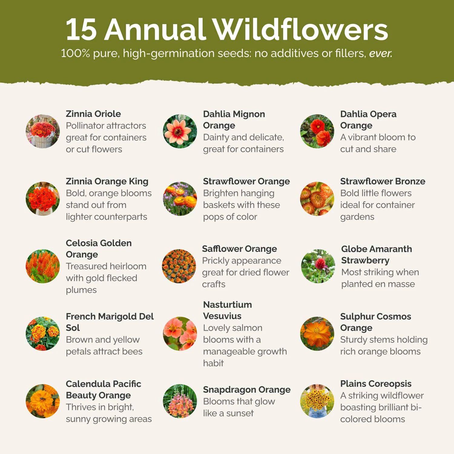 Orange You Glad - Vibrant Orange Annual Wildflower Seed Mix 4 Orange You Glad - Vibrant Orange Annual Wildflower Seed Mix - Image 4