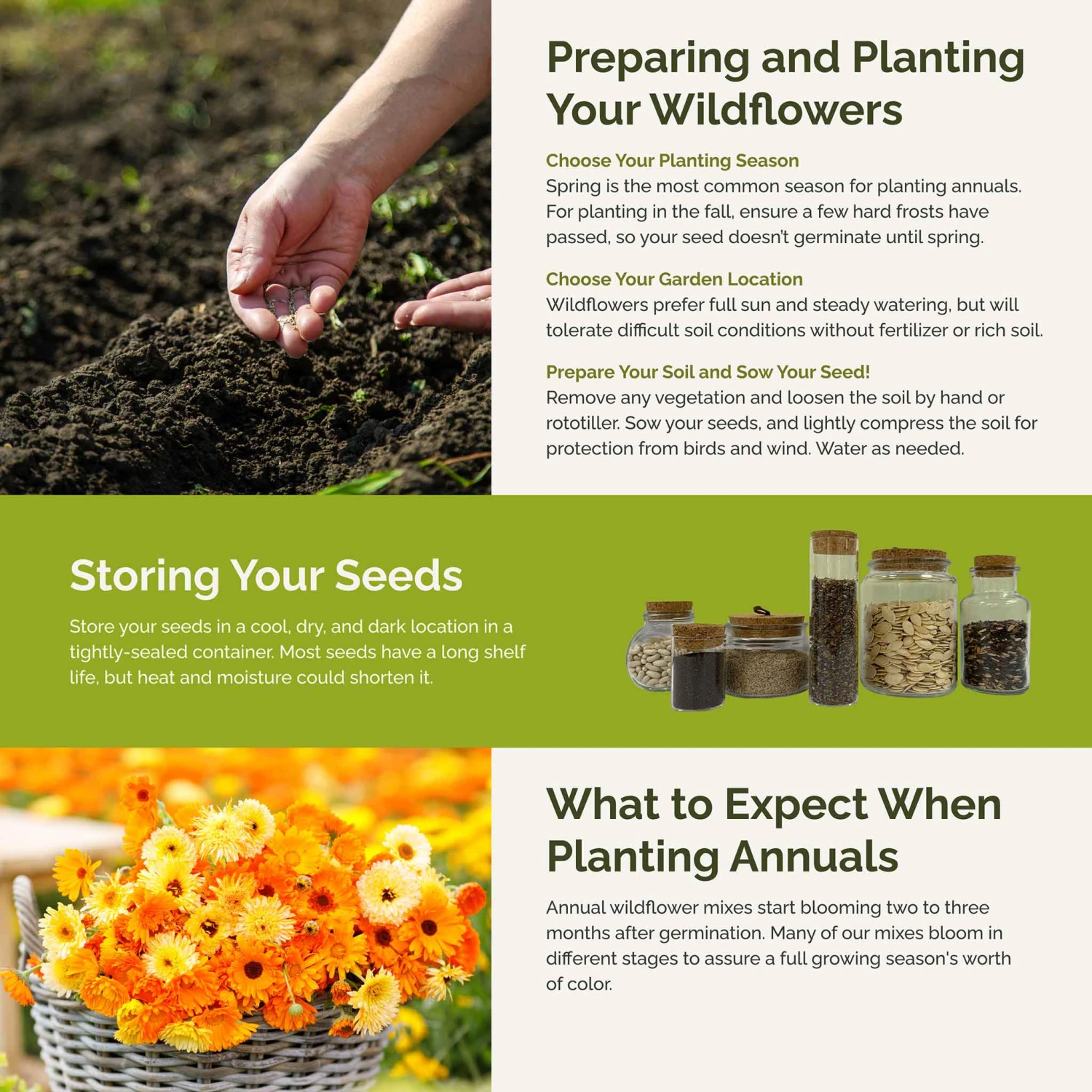 Orange You Glad - Vibrant Orange Annual Wildflower Seed Mix 5 Orange You Glad - Vibrant Orange Annual Wildflower Seed Mix - Image 5