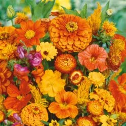 Orange You Glad - Vibrant Orange Annual Wildflower Seed Mix