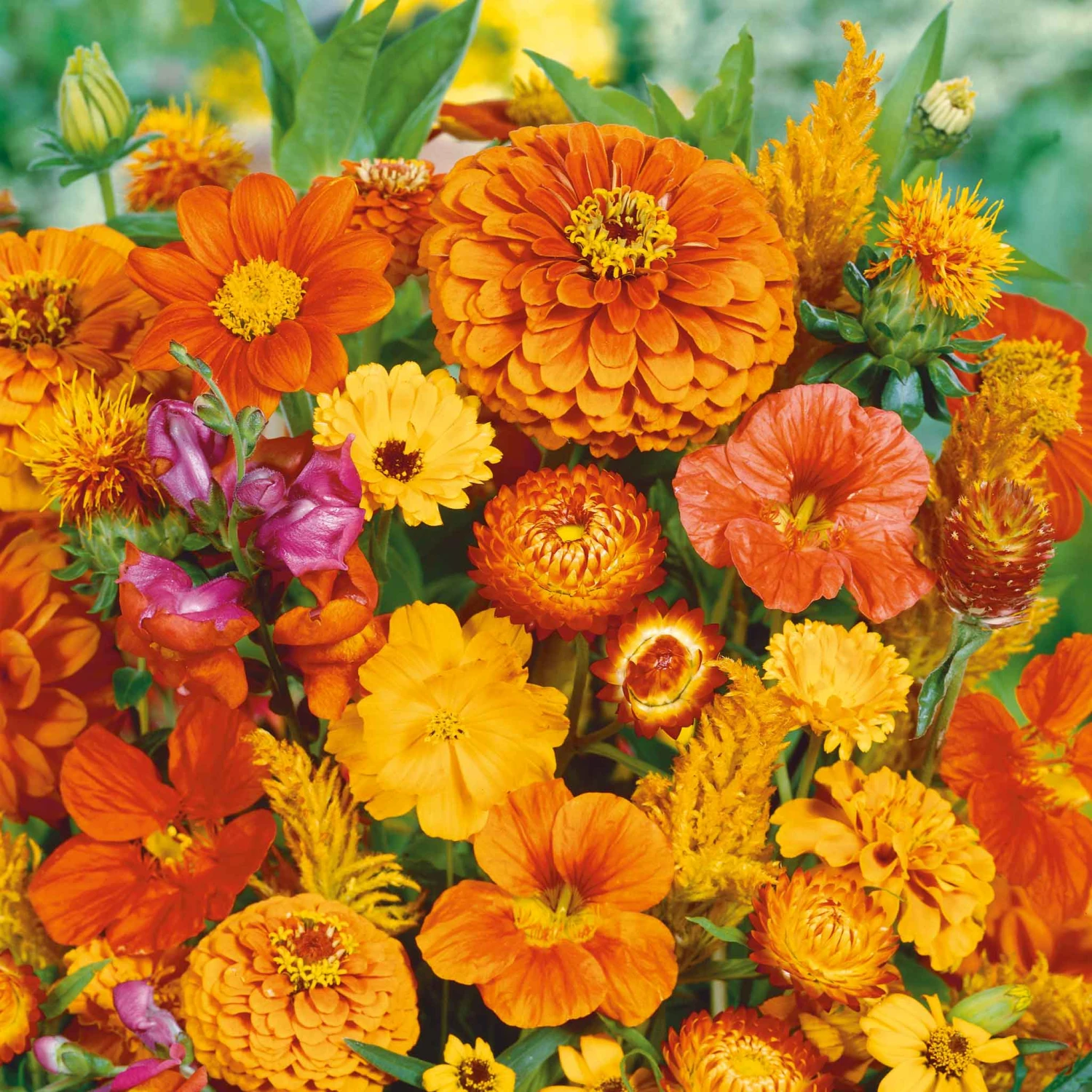 Orange You Glad - Vibrant Orange Annual Wildflower Seed Mix 1 Orange You Glad - Vibrant Orange Annual Wildflower Seed Mix