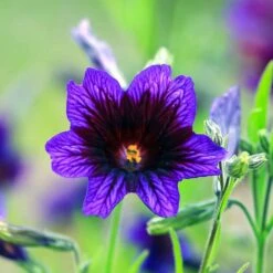 Painted Tongue Superbissima Mix Heirloom Flower Seeds -Eden Brothers Shop painted tongue superbissima mix shk 4