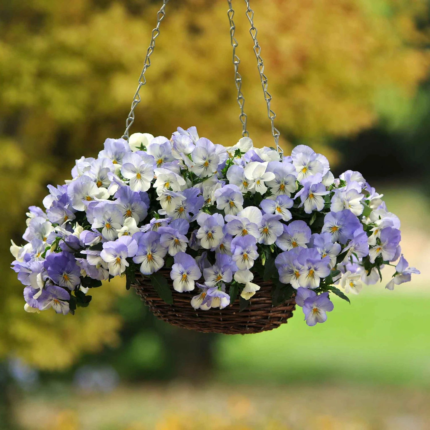 Pansy Seeds - Cool Wave Frost 1 Pansy Seeds - Cool Wave Frost