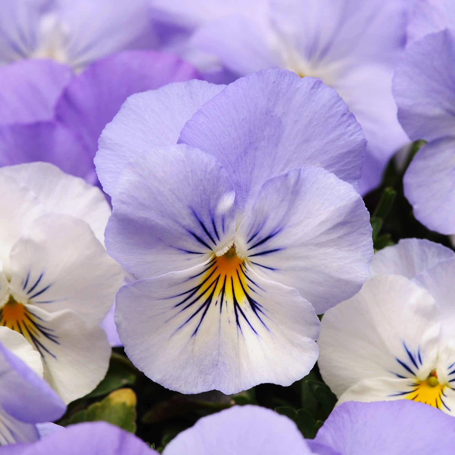 Pansy Seeds - Cool Wave Frost 2 Pansy Seeds - Cool Wave Frost - Image 2