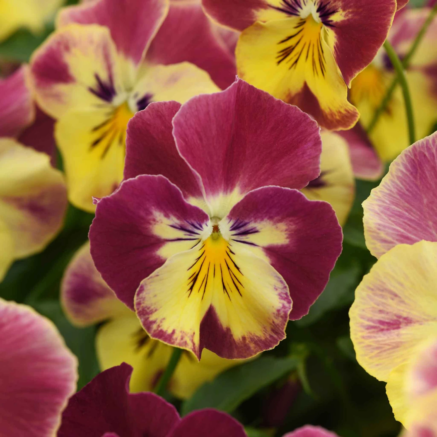 Pansy Seeds - Cool Wave Strawberry Swirl 2 Pansy Seeds - Cool Wave Strawberry Swirl - Image 2