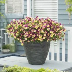 Pansy Seeds - Cool Wave Strawberry Swirl 6 Pansy Seeds - Cool Wave Strawberry Swirl -Eden Brothers Shop pansy cool wave strawberry swirl bal 3